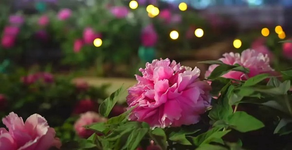 【寵粉互動(dòng)】結(jié)果揭曉！快來欣賞粉絲們的“大作”！