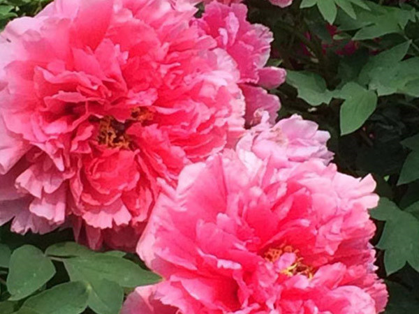 牡丹國色次第開 凌宇喜迎佳客來